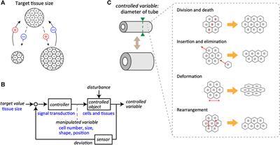 Mechanical Feedback Control for Multicellular Tissue Size Maintenance: A Minireview